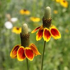 Image result for Ratibida columnifera