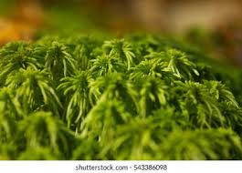 Attēlu rezultāti vaicājumam “Sphagnum girgensohnii”