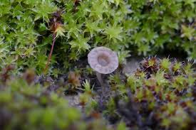 Attēlu rezultāti vaicājumam “Lamprospora tortulae-ruralis”