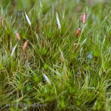 Attēlu rezultāti vaicājumam “Dicranodontium denudatum”