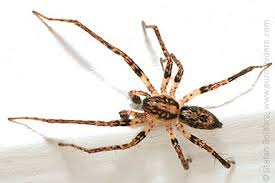 Attēlu rezultāti vaicājumam “Anyphaena accentuata”