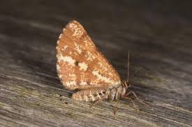 Attēlu rezultāti vaicājumam “Bupalus piniaria”