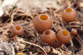 Attēlu rezultāti vaicājumam “Dumontinia tuberosa”