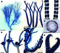 Attēlu rezultāti vaicājumam “Ceramium sp.”