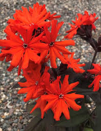 Attēlu rezultāti vaicājumam “Silene x arkwrightii Vesuvius flower”