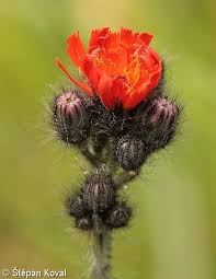 Attēlu rezultāti vaicājumam “Pilosella aurantiaca”
