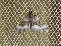 Attēlu rezultāti vaicājumam “Euphyia unangulata”