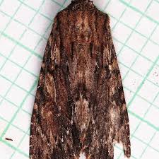 Attēlu rezultāti vaicājumam “Aphis confusa”