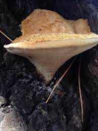 Attēlu rezultāti vaicājumam “Onnia triquetra”