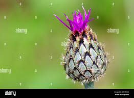 Attēlu rezultāti vaicājumam “Centaurea scabiosa bud”
