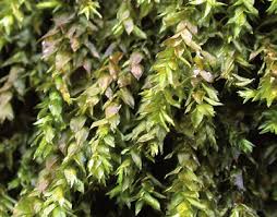 Attēlu rezultāti vaicājumam “Platyhypnidium riparioides”