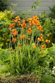 Image result for Hieracium aurantiacum