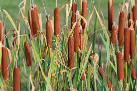 Attēlu rezultāti vaicājumam “Typha latifolia leaf”