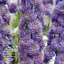 Attēlu rezultāti vaicājumam “Delphinium elatum  bud”