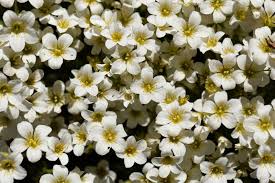 Attēlu rezultāti vaicājumam “Saxifraga cymbalaria flower”
