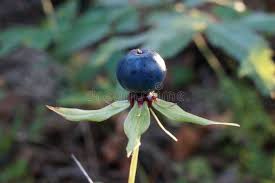 Attēlu rezultāti vaicājumam “Paris quadrifolia”