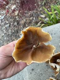 Attēlu rezultāti vaicājumam “Peziza repanda”