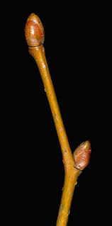 Attēlu rezultāti vaicājumam “Tilia cordata bud”