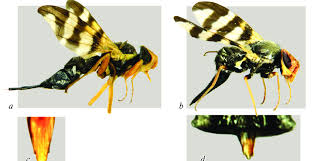 Attēlu rezultāti vaicājumam “Urophora jaceana”