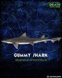 Image result for Mustelus antarcticus