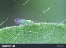 Attēlu rezultāti vaicājumam “Psylla alni”