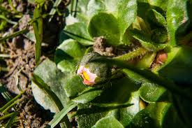 Attēlu rezultāti vaicājumam “Bellis perennis bud”