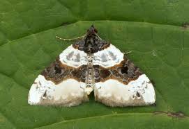 Attēlu rezultāti vaicājumam “Cosmorhoe ocellata”