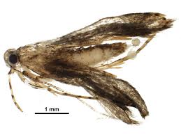 Attēlu rezultāti vaicājumam “Oecophoridae”