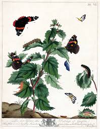 Attēlu rezultāti vaicājumam “Vacciniina optilete underside”