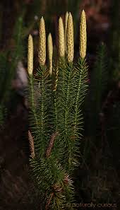 Attēlu rezultāti vaicājumam “Lycopodium annotinum”