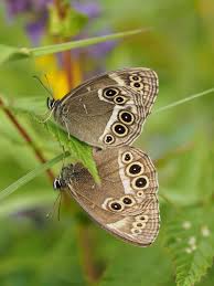 Attēlu rezultāti vaicājumam “Carterocephalus silvicolus underside”