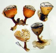 Attēlu rezultāti vaicājumam “Craterium minutum”