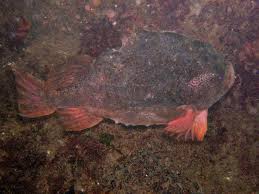 Image result for Cyclopterus lumpus