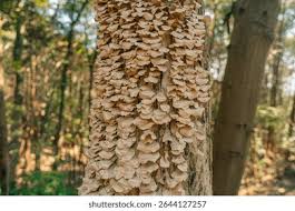 Attēlu rezultāti vaicājumam “Trichaptum biforme”