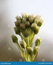 Attēlu rezultāti vaicājumam “Petasites spurius flower”