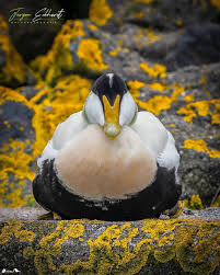 Attēlu rezultāti vaicājumam “Somateria mollissima juvenile”