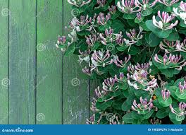 Attēlu rezultāti vaicājumam “Lonicera caprifolium”