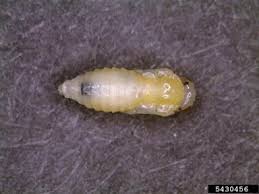 Attēlu rezultāti vaicājumam “Caliroa annulipes larva”