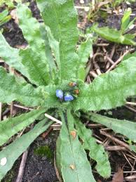 Attēlu rezultāti vaicājumam “Anchusa arvensis”