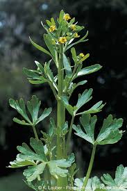 Attēlu rezultāti vaicājumam “Ranunculus sceleratus”