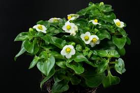 Image result for Exacum affine