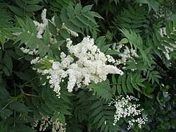 Image result for Rosengewächse