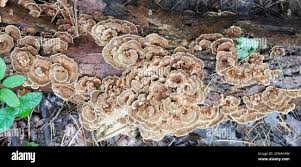 Attēlu rezultāti vaicājumam “Trametes ochracea”