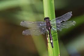 Attēlu rezultāti vaicājumam “Leucorrhinia pectoralis”
