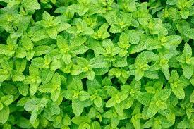 Image result for Menta x piperita