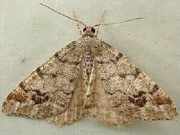 Attēlu rezultāti vaicājumam “Macaria signaria”