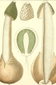 Attēlu rezultāti vaicājumam “Phallus impudicus”