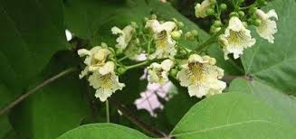 Attēlu rezultāti vaicājumam “Catalpa ovata”