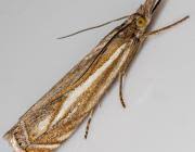 Attēlu rezultāti vaicājumam “Crambus lathoniellus”