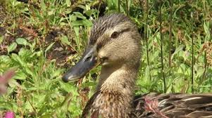 Attēlu rezultāti vaicājumam “Anas platyrhynchos juvenile”